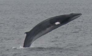 minke whale